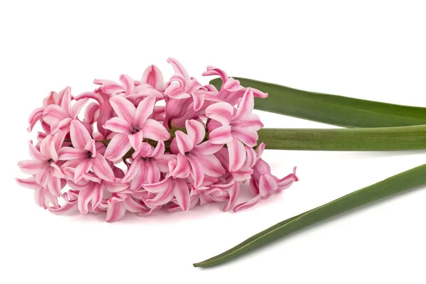 Bunga Merah Muda Dari Hyacinth Terisolasi Pada Latar Belakang Putih — Stok Foto