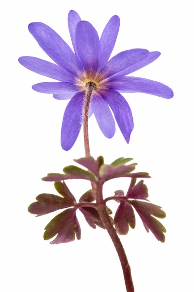 Blue Flower Aster Isolated White Background — Stock Photo, Image
