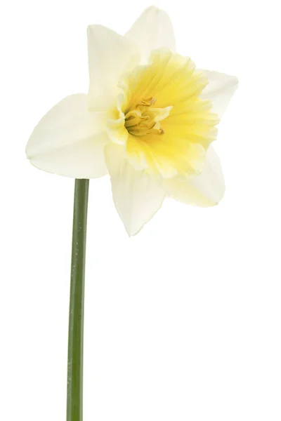 Flor Daffodil Branco Narciso Isolada Sobre Fundo Branco — Fotografia de Stock