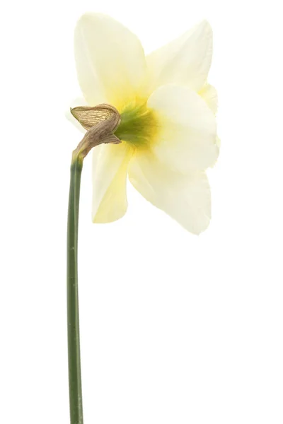 Flor Daffodil Branco Narciso Isolada Sobre Fundo Branco — Fotografia de Stock