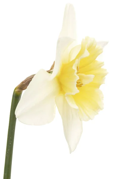 Flor Daffodil Branco Narciso Isolada Sobre Fundo Branco — Fotografia de Stock