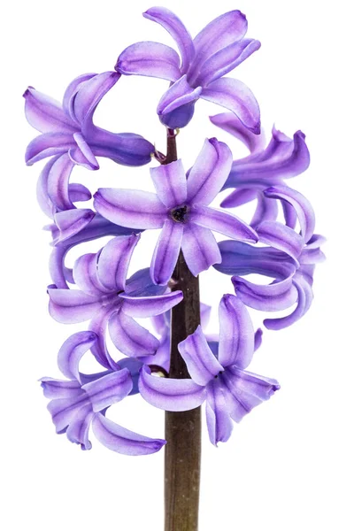 Violet Bloemen Van Hyacint Geïsoleerd Witte Achtergrond — Stockfoto