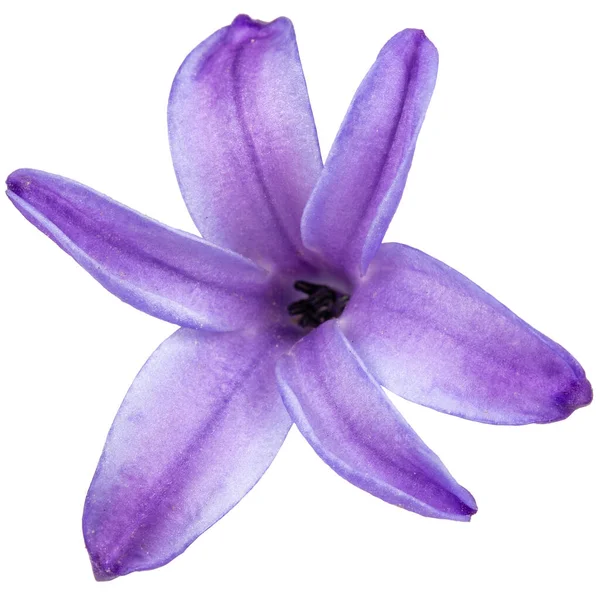 Violetta Blommor Hyacint Isolerad Vit Bakgrund — Stockfoto