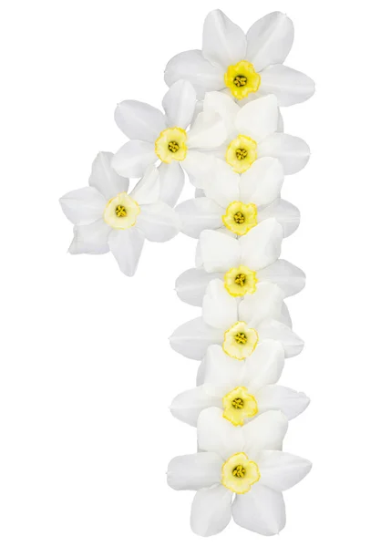 Numeral One Natural White Flowers Daffodil Narcissus Isolated White Background — Stock Photo, Image