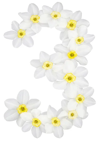 Numeral Três Flores Brancas Naturais Daffodil Narciso Isoladas Sobre Fundo — Fotografia de Stock