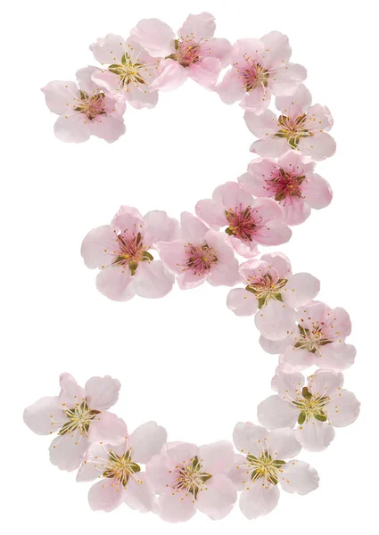 Číslice Tři Přírodních Růžových Květů Broskvoně Izolované Bílém Pozadí — Stock fotografie