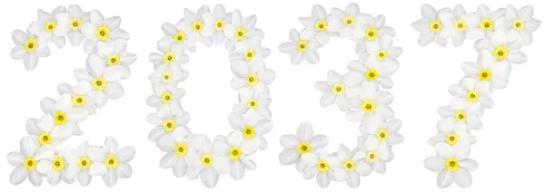 Iscrizione 2037 Fiori Bianchi Naturali Narciso Isolati Sfondo Bianco — Foto Stock