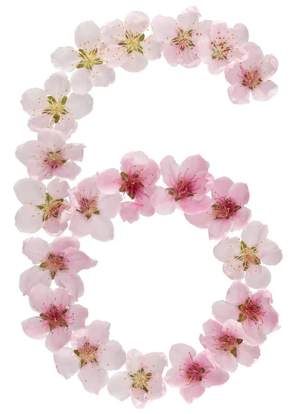 Numeral Six Natural Pink Flowers Peach Tree Isolated White Background — Stock Photo, Image