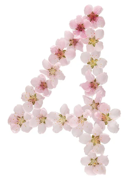 Číslice Přírodních Růžových Květů Broskvoně Izolované Bílém Pozadí — Stock fotografie