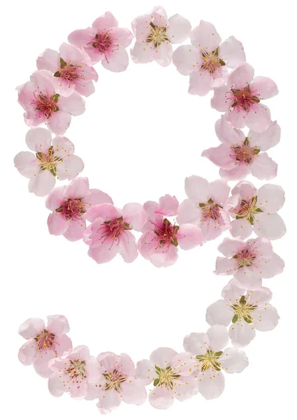 Numeral Nine Natural Pink Flowers Peach Tree Isolated White Background — Stock Photo, Image