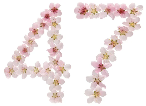 Numara Şeftali Ağacının Doğal Pembe Çiçeklerinden Beyaz Arka Planda Izole — Stok fotoğraf