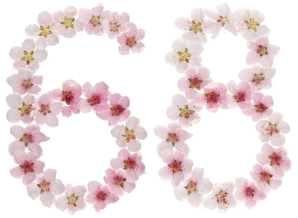 Číslice Šedesát Osm Přírodních Růžových Květů Broskvoně Izolované Bílém Pozadí — Stock fotografie