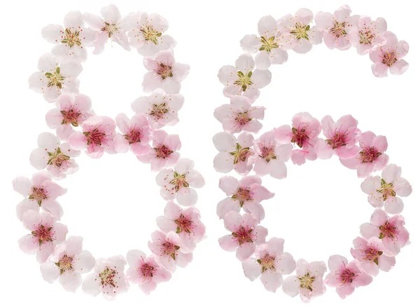 Numeral Eighty Six Natural Pink Flowers Peach Tree Isolated White — Stock Photo, Image