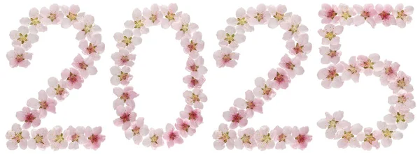 Επιγραφή 2025 Από Φυσικά Ροζ Λουλούδια Ροδακινιάς Απομονωμένα Λευκό Φόντο — Φωτογραφία Αρχείου