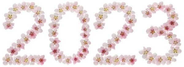 Felirat 2023 Természetes Rózsaszín Virágok Őszibarack Elszigetelt Fehér Alapon — Stock Fotó