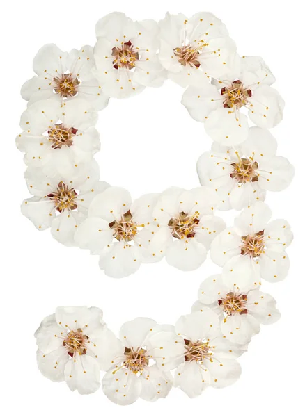 Numeral Nove Flores Brancas Naturais Damasco Isolado Sobre Fundo Branco — Fotografia de Stock