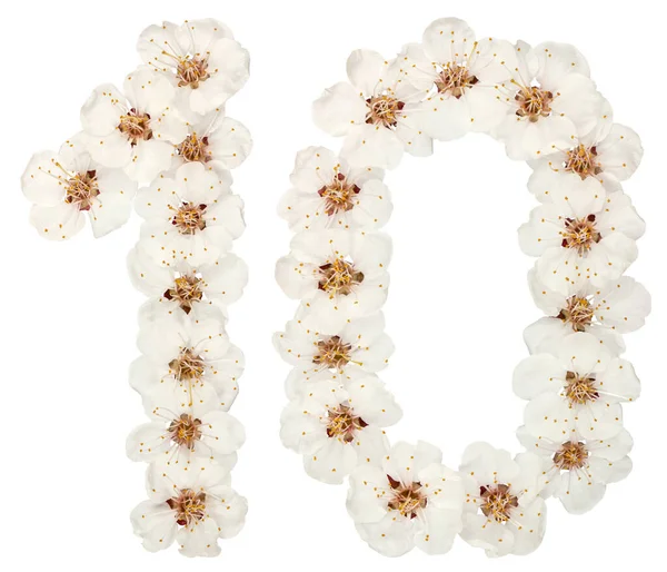 Число Десять Натуральних Білих Квітів Абрикосового Дерева Ізольовані Білому Тлі — стокове фото