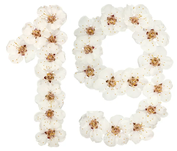 Число Натуральних Білих Квітів Абрикосового Дерева Ізольовані Білому Тлі — стокове фото