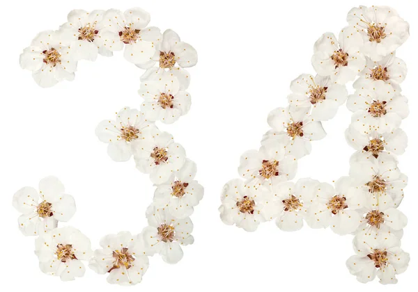 Число Тридцять Чотири Натуральних Білих Квітів Абрикосового Дерева Ізольовані Білому — стокове фото