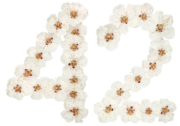 Число Сорок Два Натуральних Білих Квітів Абрикосового Дерева Ізольовані Білому — стокове фото