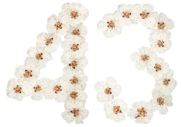 Число Сорок Три Натуральних Білих Квітів Абрикосового Дерева Ізольовані Білому — стокове фото