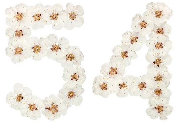 Число Ятдесят Чотири Натуральних Білих Квітів Абрикосового Дерева Ізольовані Білому — стокове фото