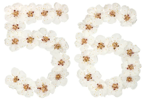 Число Ятдесят Шість Натуральних Білих Квітів Абрикосового Дерева Ізольовані Білому — стокове фото