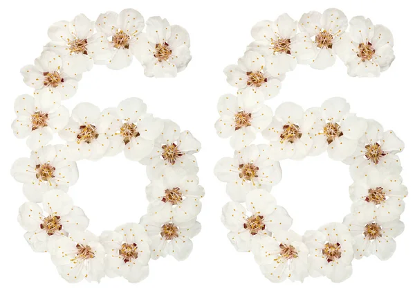 Число Шістдесят Шість Натуральних Білих Квітів Абрикосового Дерева Ізольовані Білому — стокове фото