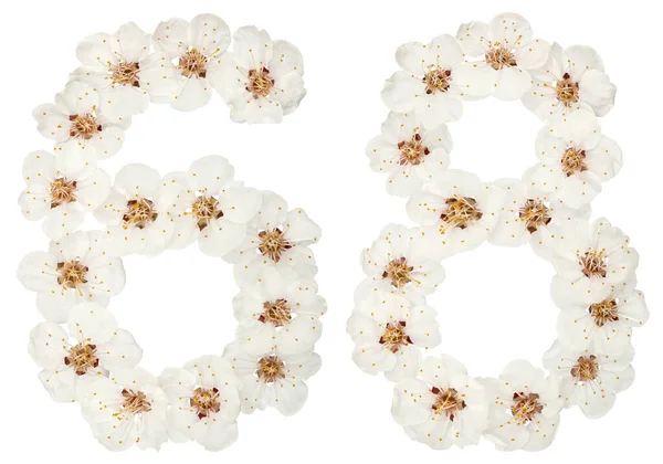 Число Шістдесят Вісім Натуральних Білих Квітів Абрикосового Дерева Ізольовані Білому — стокове фото