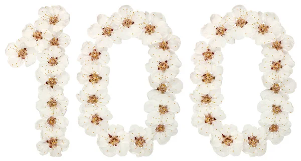 100 100 白の背景に隔離されたアプリコットの木の自然な白い花から — ストック写真