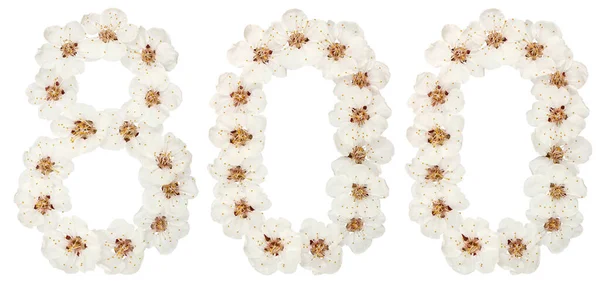 Число 800 Вісімсот Натуральних Білих Квітів Абрикосового Дерева Ізольовані Білому — стокове фото
