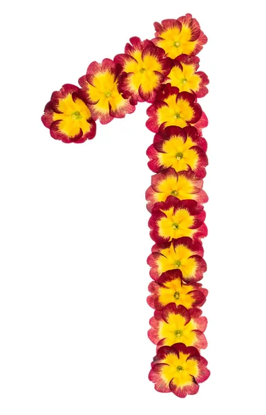 Číslice Jedna Přírodních Květů Primuly Izolované Bílém Pozadí — Stock fotografie