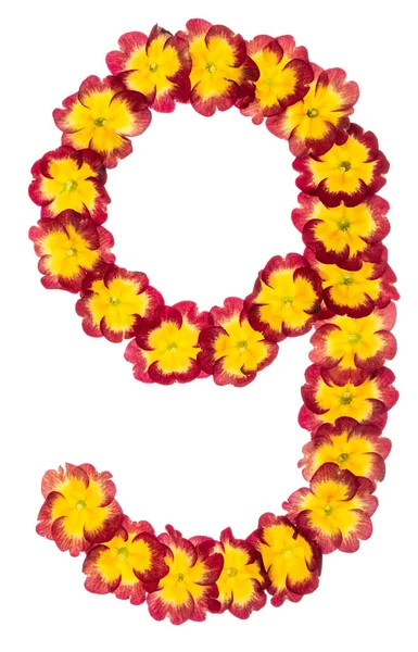 Numeral Nine Natural Flowers Primula Isolated White Background — Stock Photo, Image