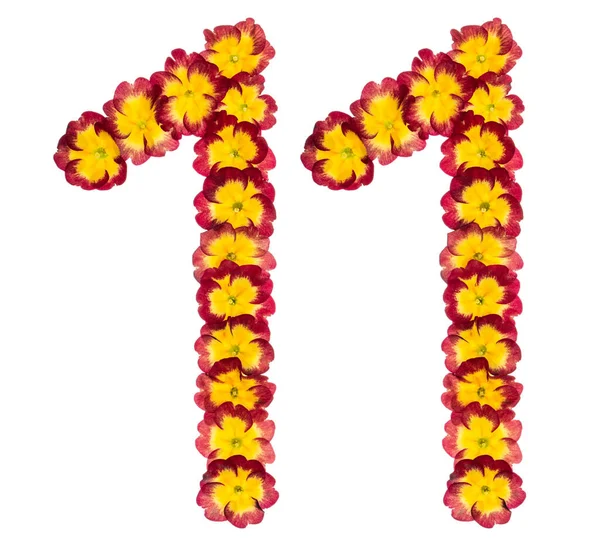 Numeriek Elf Van Natuurlijke Bloemen Van Primula Geïsoleerd Witte Achtergrond — Stockfoto