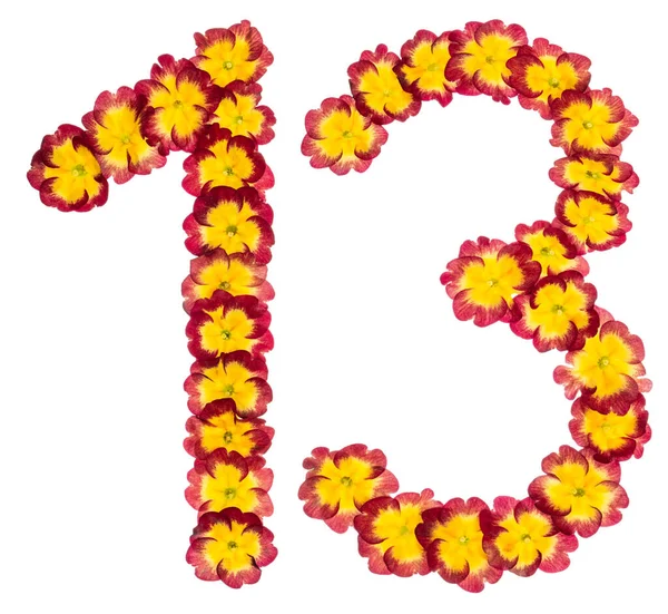 Число Тринадцять Натуральних Квітів Перламутру Ізольовані Білому Тлі — стокове фото