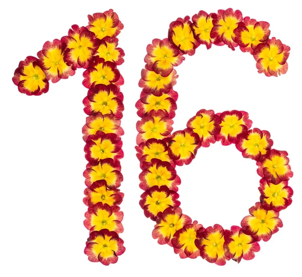 Numeral Sexton Frã Naturliga Blommor Primula Isolerad Vit Bakgrund — Stockfoto
