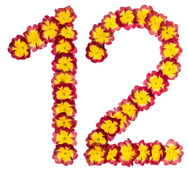 Numeral Tolv Frã Naturliga Blommor Primula Isolerad Vit Bakgrund — Stockfoto