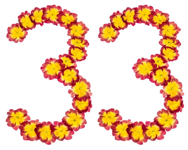 Numery Trzydzieści Trzy Naturalnych Kwiatów Prymuli Wyizolowanych Białym Tle — Zdjęcie stockowe