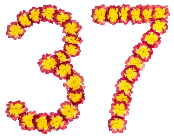 Numer Trzydzieści Siedem Naturalnych Kwiatów Prymuli Wyizolowanych Białym Tle — Zdjęcie stockowe