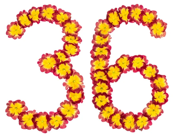 Číslo Třicet Šest Přírodních Květů Primuly Izolované Bílém Pozadí — Stock fotografie