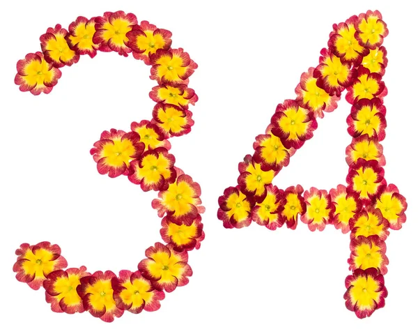 Numery Trzydzieści Cztery Naturalnych Kwiatów Prymuli Wyizolowanych Białym Tle — Zdjęcie stockowe