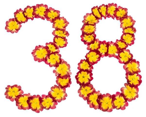 Numeral Thirty Eight Natural Flowers Primula Isolated White Background — Stock Photo, Image