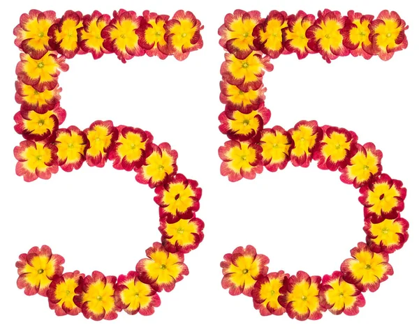 Numeriek Vijfenvijftig Van Natuurlijke Bloemen Van Primula Geïsoleerd Witte Achtergrond — Stockfoto