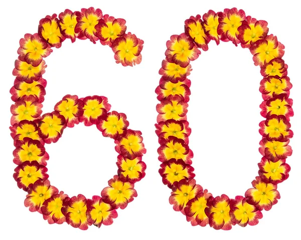 Číslice Šedesát Přírodních Květů Primuly Izolované Bílém Pozadí — Stock fotografie