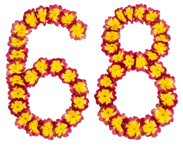 Číslice Šedesát Osm Přírodních Květů Primuly Izolované Bílém Pozadí — Stock fotografie