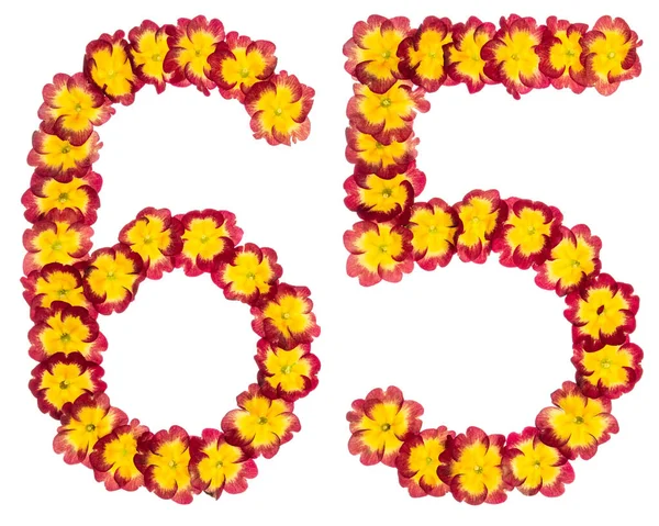 Numeral Sesenta Cinco Flores Naturales Primula Aisladas Sobre Fondo Blanco — Foto de Stock