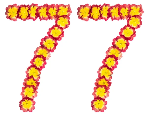 Numara Primula Nın Doğal Çiçeklerinden Beyaz Arka Planda Izole Edilmiş — Stok fotoğraf