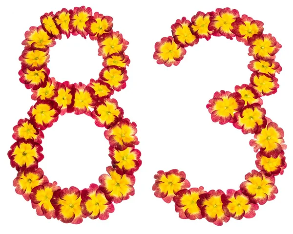 Numeral Ochenta Tres Flores Naturales Primula Aisladas Sobre Fondo Blanco —  Fotos de Stock