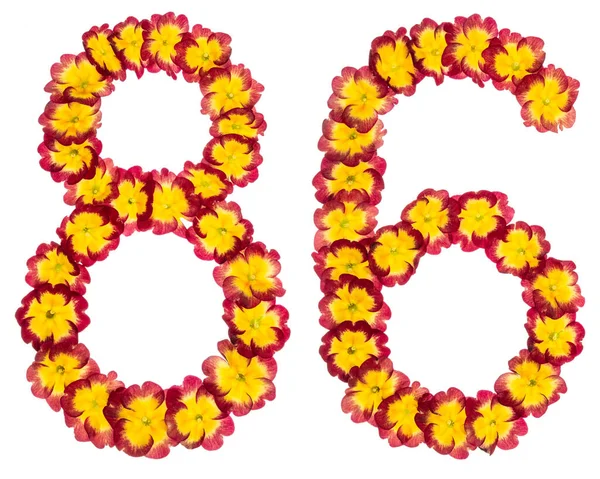 Číslo Osmdesát Šest Přírodních Květů Primuly Izolované Bílém Pozadí — Stock fotografie