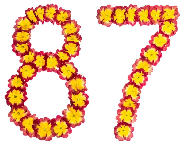 プリムラの自然の花から 白い背景に隔離された番号 — ストック写真